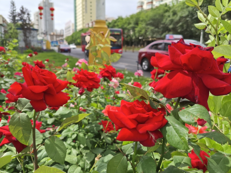 IMG_20260603_113218